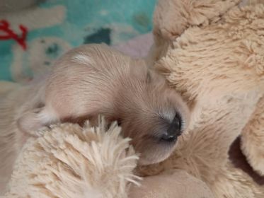 YORKIE/ POMCHI CROSS