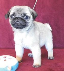 10 WEEK OLD AKC PUG PUPPIES