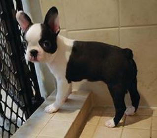 BOSTON TERRIER PUPPIES AKC 10 WEEKS