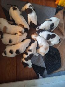 AKC BRITTANY PUPPIES