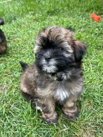 ADORABLE POODLE SHIH TZU FEMALE PUPPIES