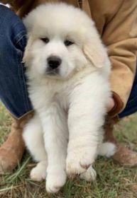 PUREBRED GREAT PYRENEES PUPPIES COMING SOON!
