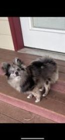 COCKAPOO & POMERANIAN FEMALE