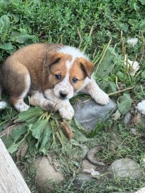 BORDER COLLIE HEELER PUPPIES