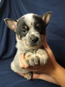 PUREBRED BLUE HEELERS