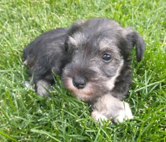 FAMILY RAISED PUREBRED MINIATURE SCHNAUZERS