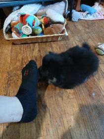 6 WEEK OLD PUREBRED POMERANIANS