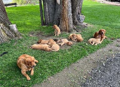 PUREBRED GOLDEN RETRIEVER PUPPIES