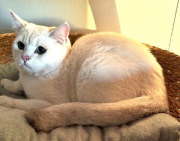 BRITISH MALE & FEMALE CATS & KITTENS