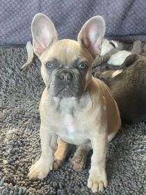 AKC FRENCH BULLDOG PUPPY