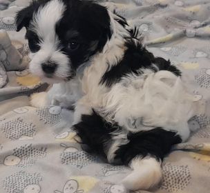 MALTESE/ HAVANESE MIX MALE PUPPIES