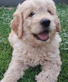 3 MALE F1B GOLDENDOODLES