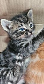 8 WEEK OLD KITTENS