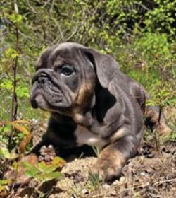 AKC ENGLISH BULLDOG PUPPIES