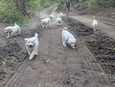 LIVESTOCK GUARDIAN PUPPIES