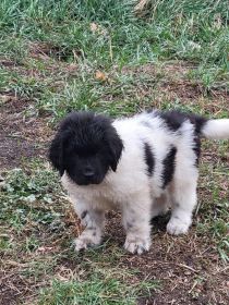 NEWFOUNDLAND PUPPIES
