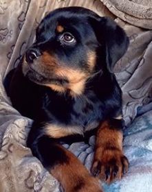 AKC ROTTWEILER PUPPIES