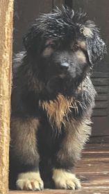 CAUCASIAN SHEPHERD PUPPIES