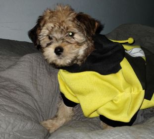 CAIRN TERRIER YORKIE PUPPIES