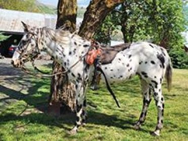REG. ApHC APPALOOSA MARE- GREAT TRAIL HORSE!