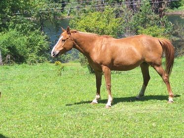 CHESTNUT MARE 