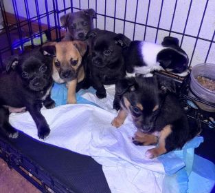 PINNERANIAN PUPPIES 