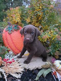 AKC LABRADOR RETRIEVERS