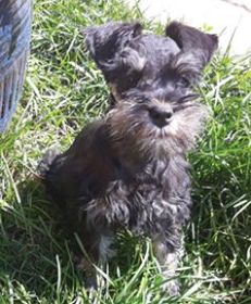 AKC REG. MINI SCHNAUZER MALE PUPPY