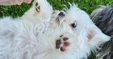 MALTESE END OF SEASON SALE