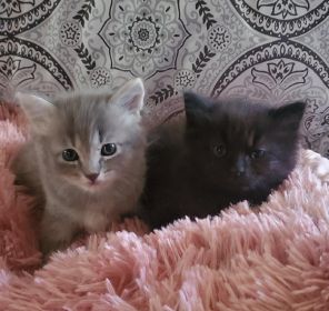 RAGDOLL CROSS KITTENS