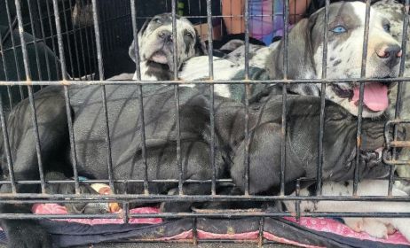 PUREBRED GREAT DANES