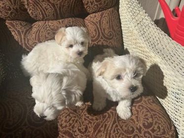 TWO LEFT COTON DE TULEAR