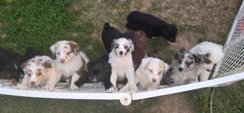 PUREBRED AUSSIE PUPPIES