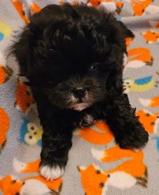 SHICHON PUPPIES