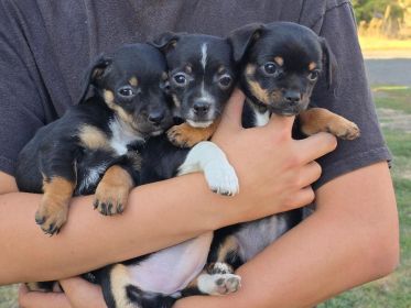 CHIHUAHUA, PUG, COCKAPOO & MORE MIX PUPPIES