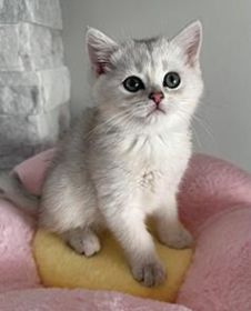 BRITISH KITTENS 