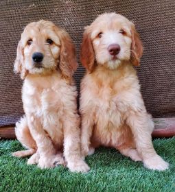 SWEET GOLDEN DOODLES