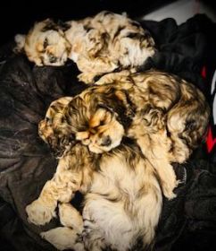 ADORABLE, PLAYFUL & LOVING COCKER SPANIEL PUPPIES