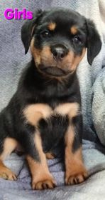 AKC ROTTWEILER PUPPIES