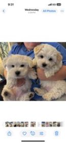 TWO LEFT COTON DE TULEAR 
