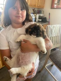 ADORABLE! 2 MALE SHIH TZU PUPPIES
