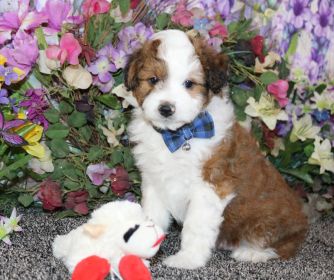 MINIATURE AUSTRALIAN SHEPHERD CROSSED WITH MINIATURE POODLE 