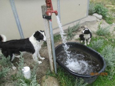 BORDER COLLIE FEMALE PUPPY