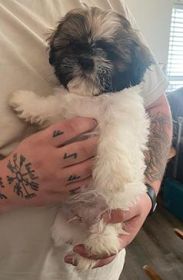 ADORABLE! 2 MALE SHIH TZU PUPPIES