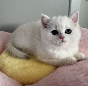 BRITISH KITTENS ARE AVAILABLE FOR A NEW HOME
