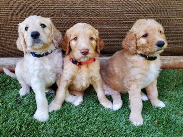 ADORABLE GOLDENDOODLE PUPPIES