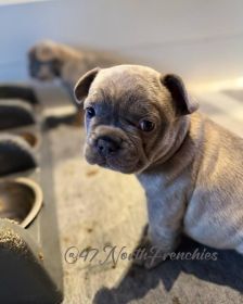LILAC FRENCH BULLDOG PUPPIES