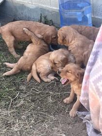 PUREBRED GOLDEN RETRIEVER PUPPIES