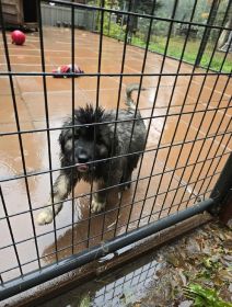 CAUCASIAN SHEPHERD PUPPIES