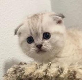 THREE SCOTTISH FOLD KITTENS